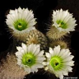 Echinocereus grandis ©Juergen Menzel.jpg